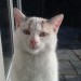 Female Kitten approx 8 months found in Macroom