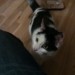 b/w kitten found in Blackrock/Mahon