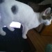 Male cat lost in Youghal