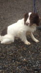 Springer pup in mallow