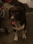 Larger Springer X found in Carrigaline. Brown, complete young male.