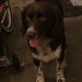 Larger Springer X found in Carrigaline. Brown, complete young male.