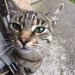 Grey tabby cat lost in Dungarvan Co. Waterford