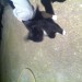 Female young cat, black with white belly, paws and around the mouth..