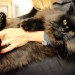 Black fluffy Siberian cat lost in Rathfarnham