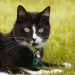 Black with white cat lost in Rooskagh