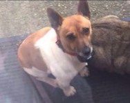 Lost brown and white full male jack Russell millstreet cork/ rathmore Kerry area