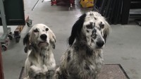 English setters. Two females.