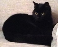 Black Neutered Female cat lost in Rochestown Cork