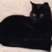 Black Neutered Female cat lost in Rochestown Cork