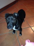 Male Patterdale/Staff lost in Cork