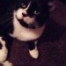 Male Black & White Cat lost in Parteen (Clare/Limerick)