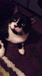 Male Black & White Cat lost in Parteen (Clare/Limerick)