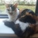 LOST 8 Year Old Cat – COBH AREA