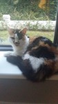 LOST 8 Year Old Cat – COBH AREA