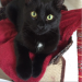 Black cat lost in Shandon
