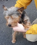 Small wire haired terrier