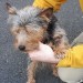 Small wire haired terrier