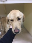 Golden Retriever FOUND Ballincollig