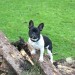 Male black and white French bulldog lost in Donoughmore