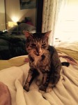 4 year old stray male cat found