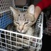 Male Tabby Cat found in Lisgoold