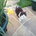 Felix – Older black and white adult male cat