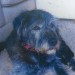 Female cross-breed terrier lost in Rochestown