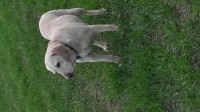 Missing Female Golden Labrador