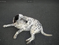 Dalmation mixed breed, lost in Athea Co Limerick