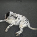 Dalmation mixed breed, lost in Athea Co Limerick
