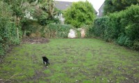 Milly – Older black and white female cat missing