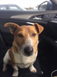JACK RUSSELL Found in Nenagh (brown and white)