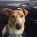 JACK RUSSELL Found in Nenagh (brown and white)