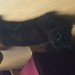 Black cat missing from Castlemartyr area since Tuesday 31 Jan