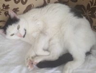 Black and white cat found Mayfield Cork