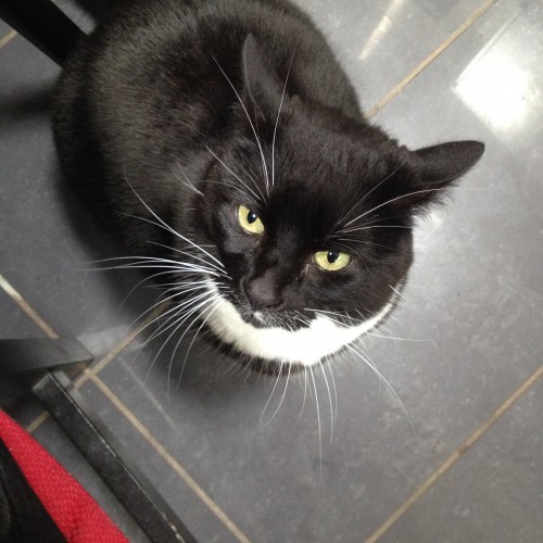 Lost black cat, white paws long whiskers - Munster Lost ...