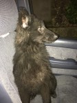 Lost 6 month old Puppy in Passage West