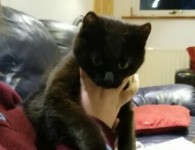 Young black female cat found – Carrigaline