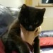 Young black female cat found – Carrigaline