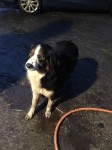 Female Sheepdog Found in Araglen/Kilworth Area