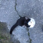 Male young cat found in Aghadoe