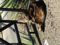 Brown Tabby *STILL MISSING*  – GENEROUS REWARD