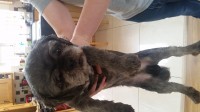 Male pug terrier cross found Ballincollig