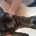 Male pug terrier cross found Ballincollig