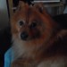 Male Pomeranian lost in south cork centre