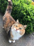 Tortie female cat found saleen, east cork