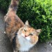 Tortie female cat found saleen, east cork