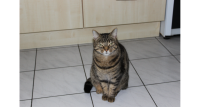 Male Cat lost in Dungarvan/Abbeyside