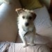 Small white terrier with light brown spots lost in Mahon